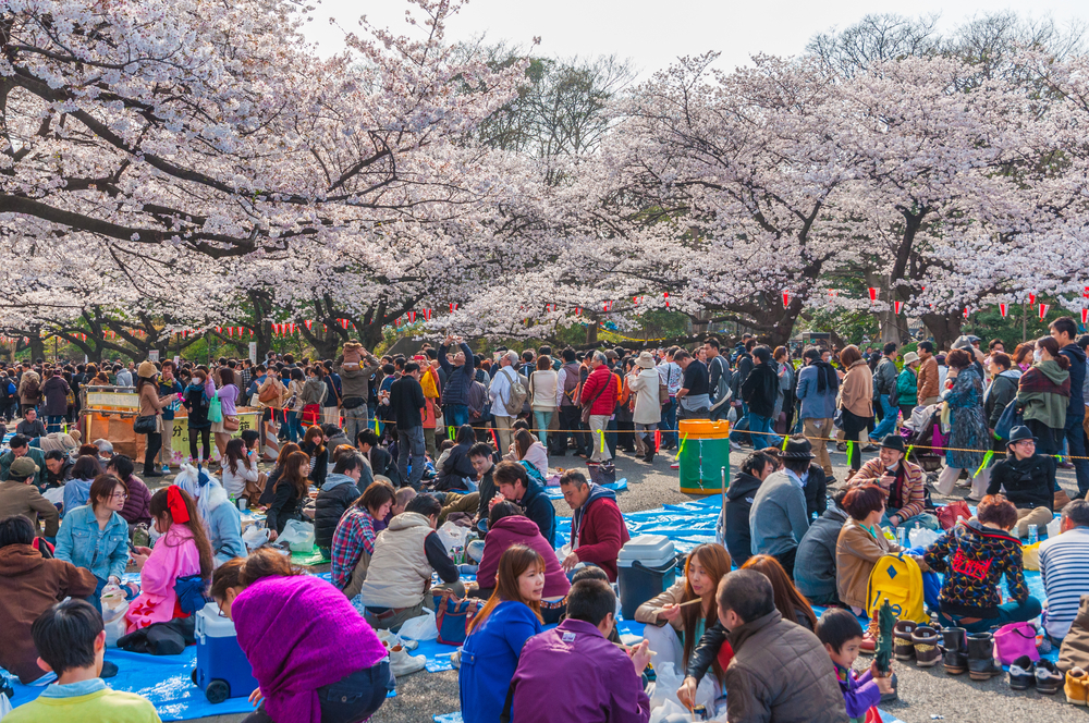 cherry blossoms in japan