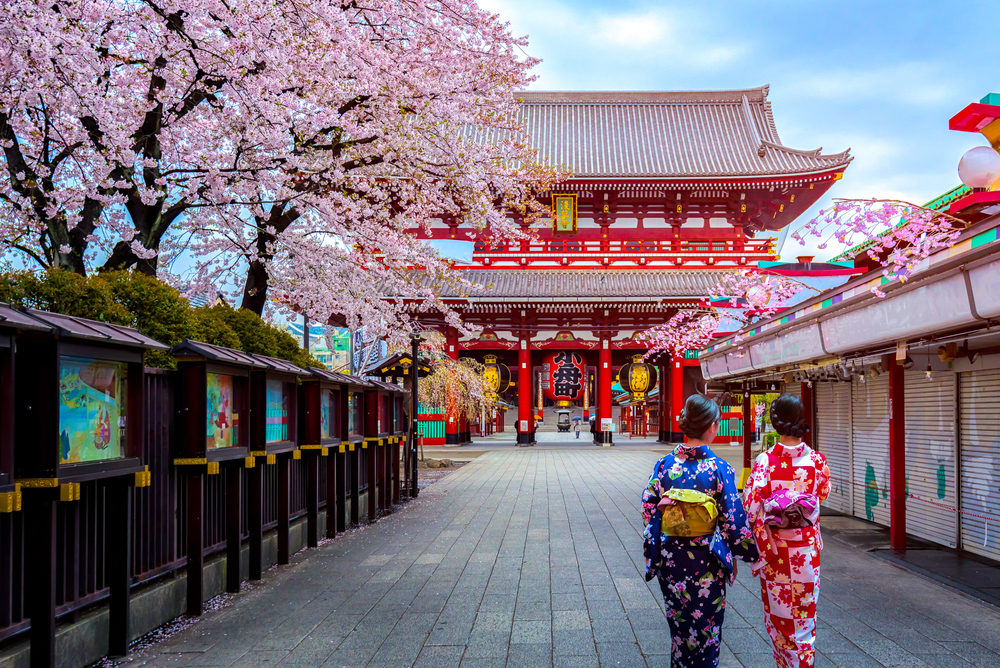 cherry blossoms in japan