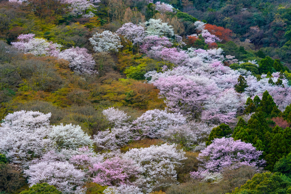 7 Tips for Seeing Cherry Blossoms in Japan – Extreme Traveling